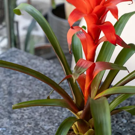 阿屯博德鲁姆酒店 3* 博德鲁姆